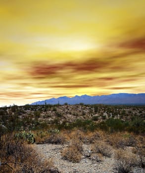 Newest national park in USA saguaro national park,tucson arizona