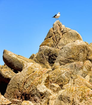 Western USA seagull standing on a large assembly of boulders