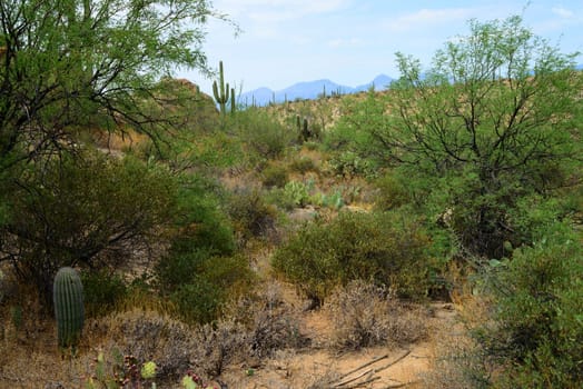 Newest national park in USA saguaro national park,tucson arizona