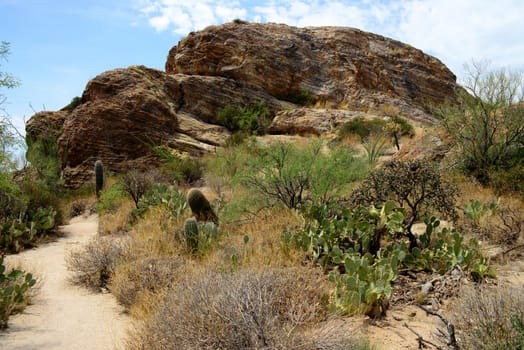 Newest national park in USA saguaro national park,tucson arizona
