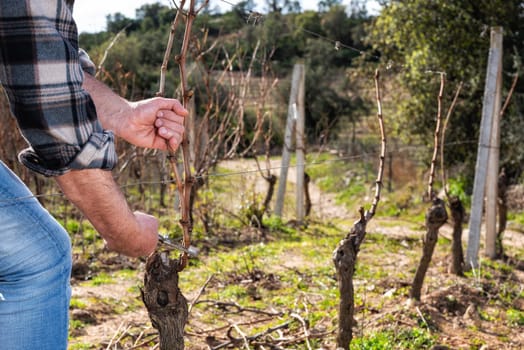 Close-up of a winegrower hand. Prune the vineyard with professional steel scissors. Traditional agriculture. Winter pruning, Guyot method.