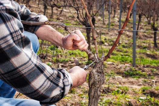 Close-up of a winegrower hand. Prune the vineyard with professional steel scissors. Traditional agriculture. Winter pruning, Guyot method.