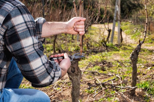 Close-up of a winegrower hand. Prune the vineyard with professional steel scissors. Traditional agriculture. Winter pruning, Guyot method.