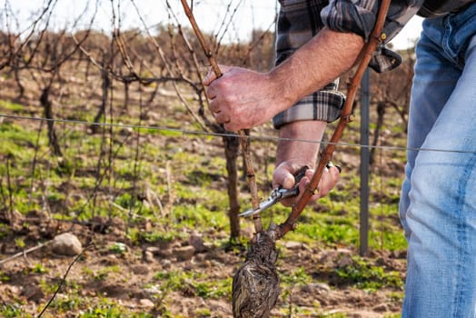 Close-up of a winegrower hand. Prune the vineyard with professional steel scissors. Traditional agriculture. Winter pruning, Guyot method.