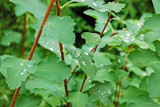 Rain drops on plant leaves
