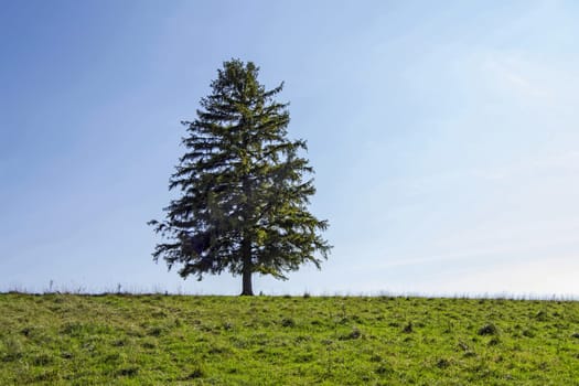 Lone tree with green field on hill