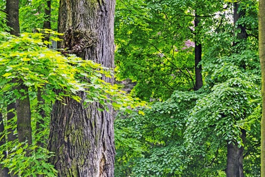 Forest with old trees and green leaves