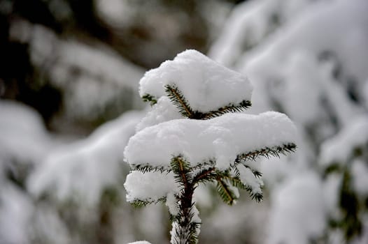 Spruce branch covered with snow in the forest in winter. High quality photo