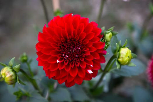 Beautiful Red Blooming Dahlia Flower in the Garden Tree. Spring Flower Natural View.
