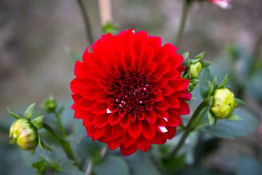Beautiful Red Blooming Dahlia Flower in the Garden Tree. Spring Flower Natural View.