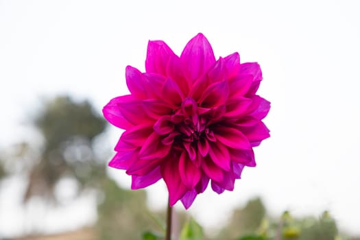 Beautiful Pink Blooming Dahlia Flower in the Garden Tree. spring flower Natural view.
