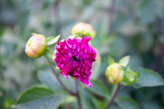 Beautiful Pink Blooming Dahlia Flower in the Garden Tree. spring flower Natural view.