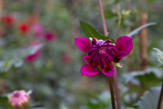 Beautiful Pink Blooming Dahlia Flower in the Garden Tree with Blurry Background. Spring Flower Natural View.