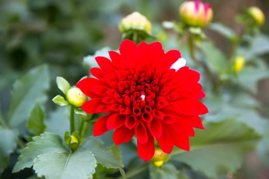 Beautiful Red Blooming Dahlia Flower in the Garden Tree. Spring Flower Natural View.