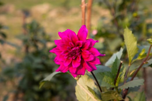 Beautiful Pink Blooming Dahlia Flower in the Garden Tree with Blurry Background. Spring Flower Natural View.