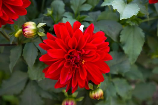 Beautiful Red Blooming Dahlia Flower in the Garden Tree. Spring Flower Natural View.