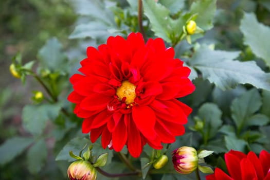 Beautiful Red Blooming Dahlia Flower in the Garden Tree. Spring Flower Natural View.