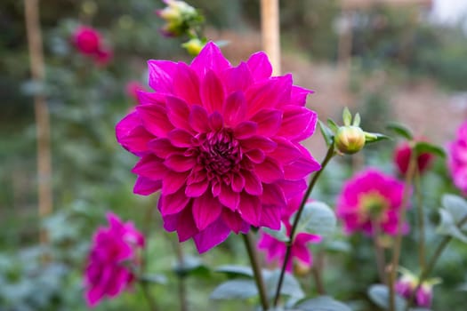 Beautiful Pink Blooming Dahlia Flower in the Garden Tree. spring flower Natural view.