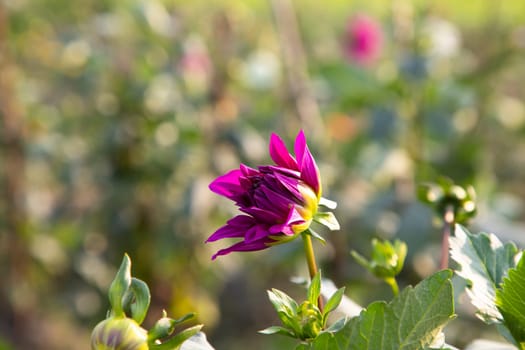 Beautiful Pink Blooming Dahlia Flower in the Garden Tree with Blurry Background. Spring Flower Natural View.