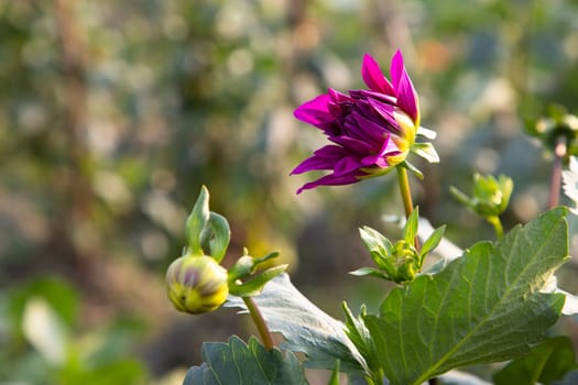 Beautiful Pink Blooming Dahlia Flower in the Garden Tree with Blurry Background. Spring Flower Natural View.