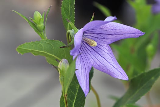 Closeup view of purple opened balloon flowers.