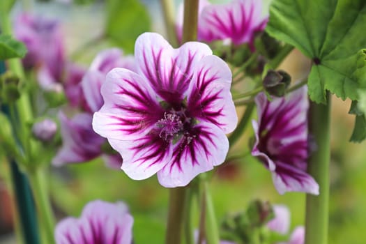 Closeup view of the purple petals on a mallow plant.