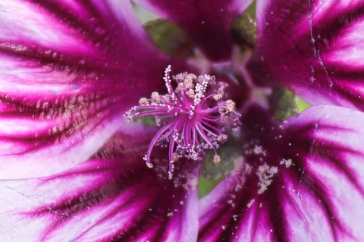 Macro view of the purple center on a mallow plant.