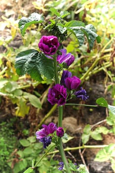 Closeup view of the purple petals on a mallow plant.