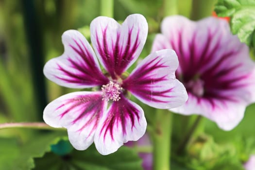 Closeup view of the purple petals on a mallow plant.