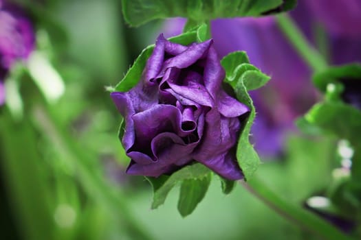 Closeup view of the purple petals on a closed mallow plant.