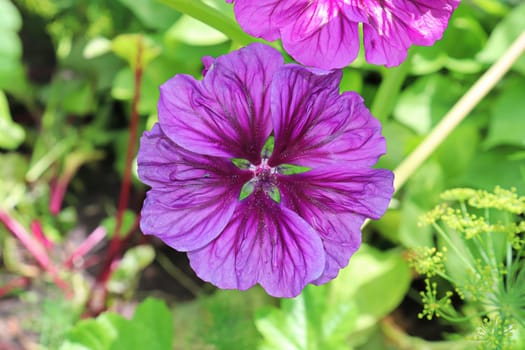 Closeup view of the purple petals on a mallow plant.