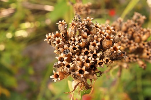 Closeup view of the seed pods on a maltese cross plant.