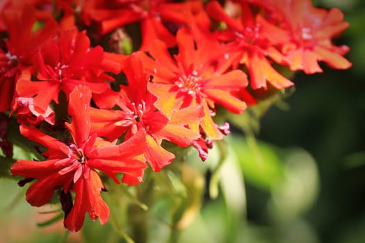 Closeup view of the red flowers on a maltese cross plant.