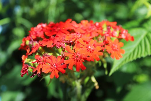 Closeup view of the red flowers on a maltese cross plant.