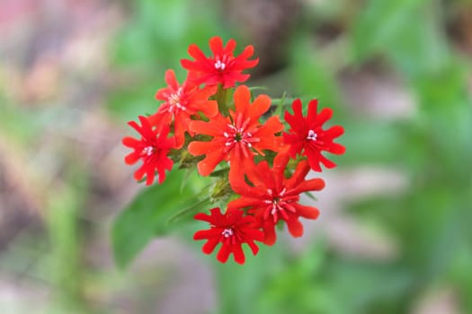 Closeup view of the red flowers on a maltese cross plant.