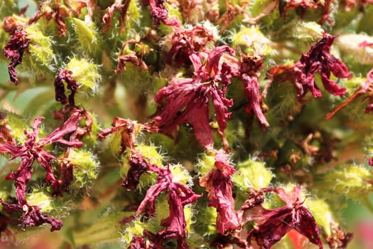 Macro view of a spent maltese cross flower head.