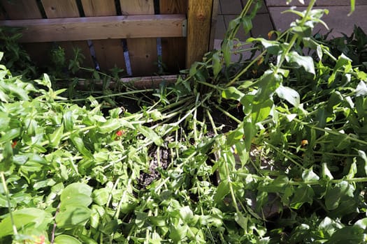 Broken stem on a maltese cross plant after a storm.