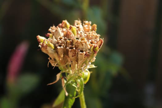 Closeup view of the seed pods on a maltese cross plant.