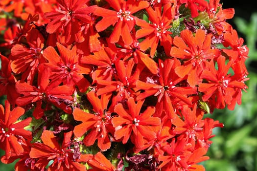 Closeup view of the red flowers on a maltese cross plant.