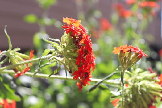 Closeup view of the red flowers on a maltese cross plant.