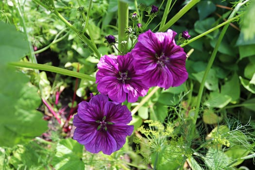 Closeup view of the purple petals on a mallow plant.