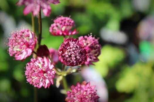Delicate closeup view of pink masterwort flower heads.