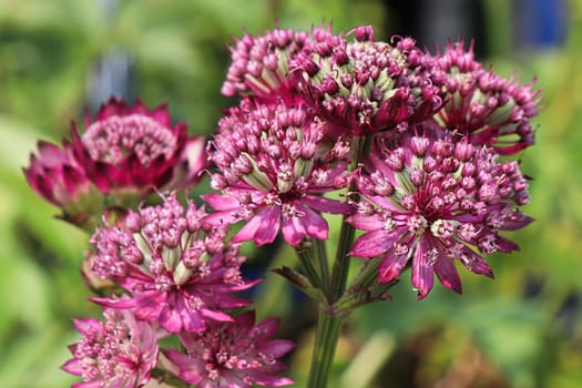 Delicate view of pink masterwort flower heads.