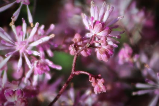 Delicate pink petals blooming on a meadowrue plant.