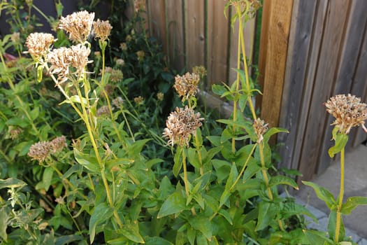 Maltese Cross plants with seed pod growing in the fall.