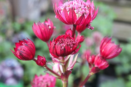 Delicate closeup view of pink masterwort flower heads.