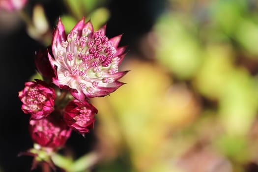 Delicate closeup view of pink masterwort flower heads.