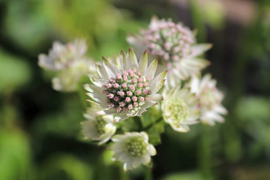 Macro view of pink and white masterwort flowers.