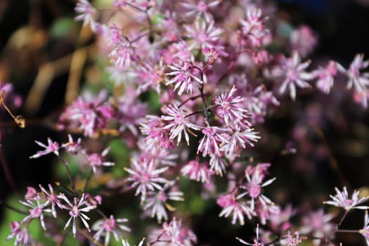 Closeup view of meadowrue flower clusters in spring.