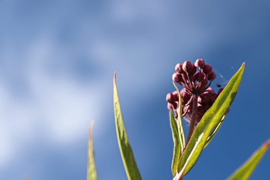 Pink milkweed buds up against a blue sky.
